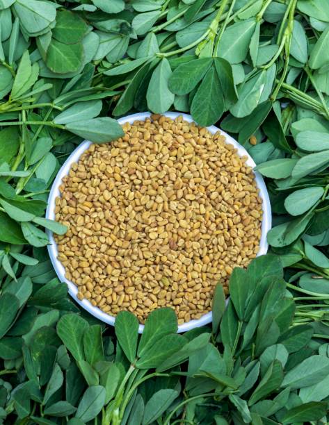 🌿 Fenugreek Leaves (Methi): Benefits for a Balanced Diet